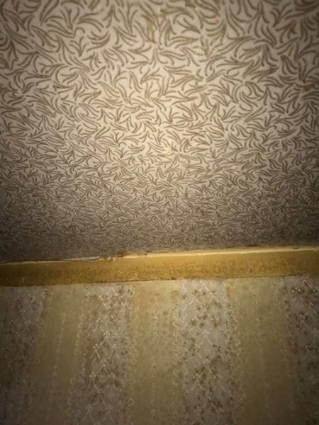 Home being renovated by new owners uncover under layers that wallpaper by Schmitz-Horning was used.