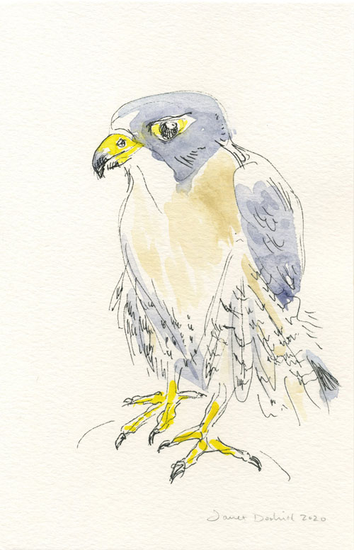 falcon bird of prey drawing by janet dodrill